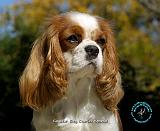 Cavalier King Charles Spaniel 9R026D-154